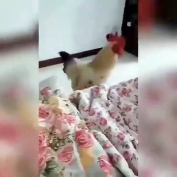 Ce coq n'aurait pas du réveiller son maitre... Mauvaise idée