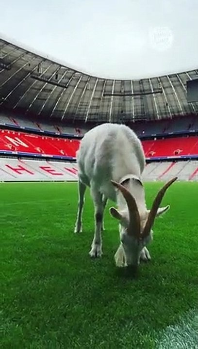 GOAT Neuer