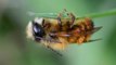 Global Wing Virus Threatening Honeybee Populations Around the World