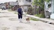 Ronni, el perro que fue atacado a machetazos por un cochero en Cuba, ya está recuperado