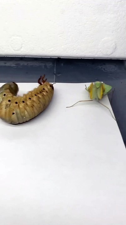 الترند علي طريقه الحشرات | Trending on the way of insects 