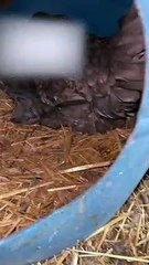 Kittens Snuggle Up to Mother Hen
