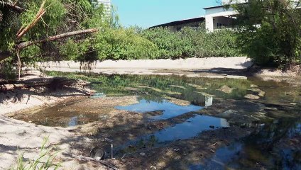 Télécharger la video: Denuncian descargas de aguas negras en el río Pitillal | CPS Noticias Puerto Vallarta