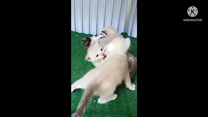 Anak kucing yang imut and kelakuan kucing yang menggemaskan