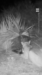 FL Officials Reunite Baby Panther With its Mother