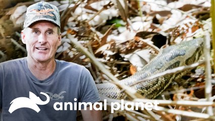 Dusty tenta quebrar o recorde de capturar a maior píton | Caçadores de Pítons | Animal Planet Brasil