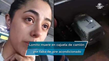 Muere perrito en viaje de Poza Rica a CDMX; denuncian a línea de autobuses por presunta negligencia