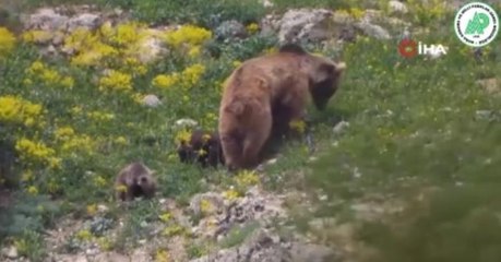 Boz ayı ve üç yavrusu fotokapanlara takıldı