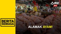 Isu bekalan ayam: Kerajaan siasat dakwaan wujud kartel