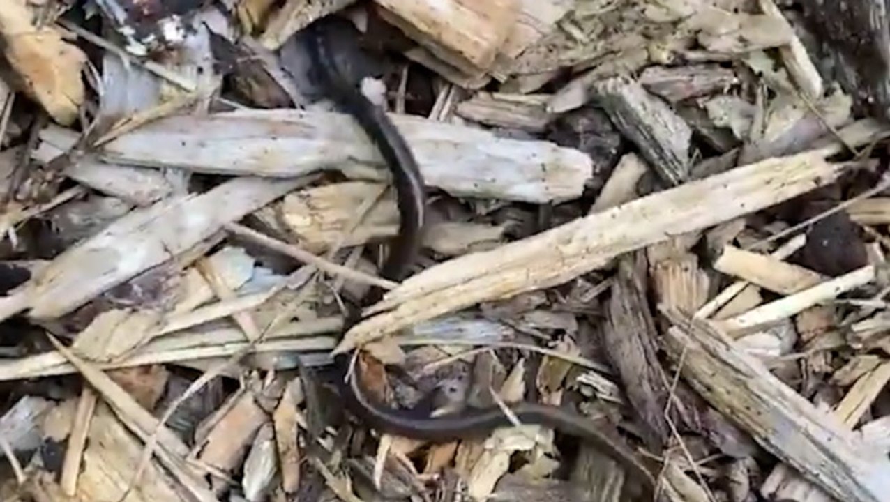 Asian jumping worm wriggles around in mulch