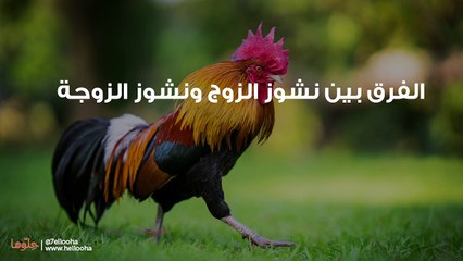تعريف نشوز الزوج وكيف عالج الإسلام الزوج الناشز