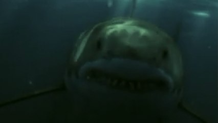 'Surfer records himself getting swallowed by a hungry shark *Sketch*'