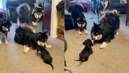 'SMOL Dachshund puppy goofs around with huge Husky and Pomsky dogs '