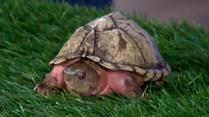 National Turtle Day with Wildlife World Zoo, Aquarium & Safari Park!