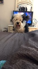 Dog Finally Lands on Bed After Multiple Failed Attempts
