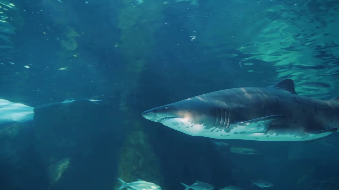 shark