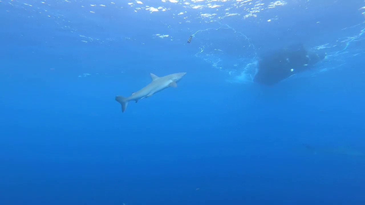 shark attack