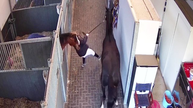 ''Stable Unstable!' Woman gets caught in the crossfire between quarrelsome horses '