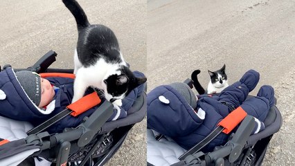 ''PEAK RANDOMNESS* Cat casually jumps into a stranger's stroller '