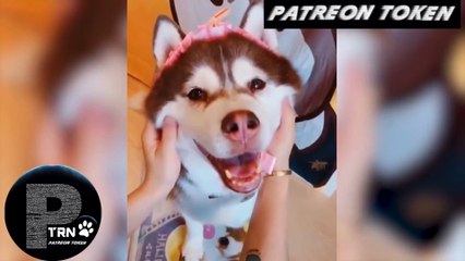 Try Not to Laugh at the World's Funniest Dogs and Cats Patreon Token