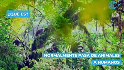 Todo lo que debes saber sobre la viruela del mono