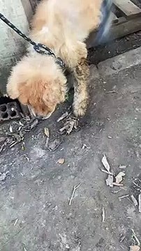 Cachorros maltratados são resgatados de casa suja e sem comida em São Francisco do Sul