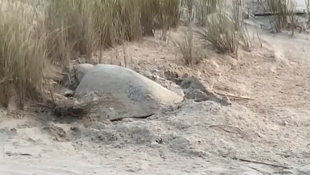 Endangered sea turtle trying to make a comeback in Texas