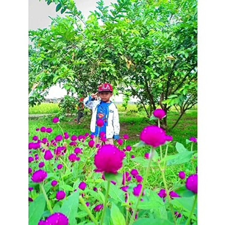 Taman bunga Kampoeng jambu, kec kaduhejo, pandeglang - Banten #Flowergarden
