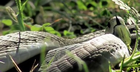 Richard E. Grants 7 Deadly Sins of the Animal Kingdom S01 E01