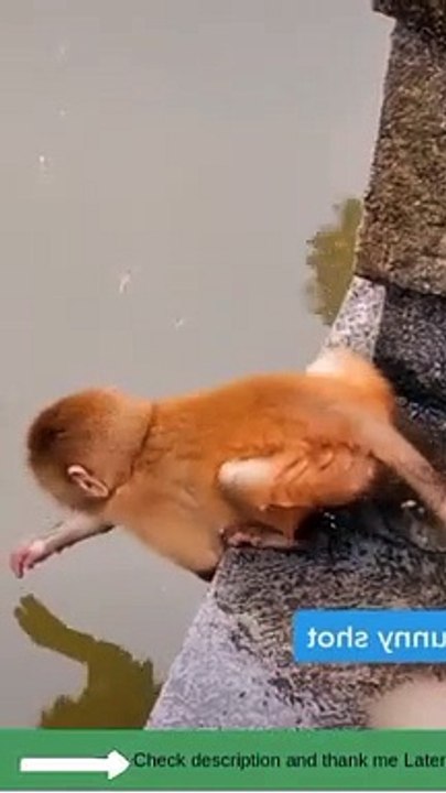 Funny pets part 1