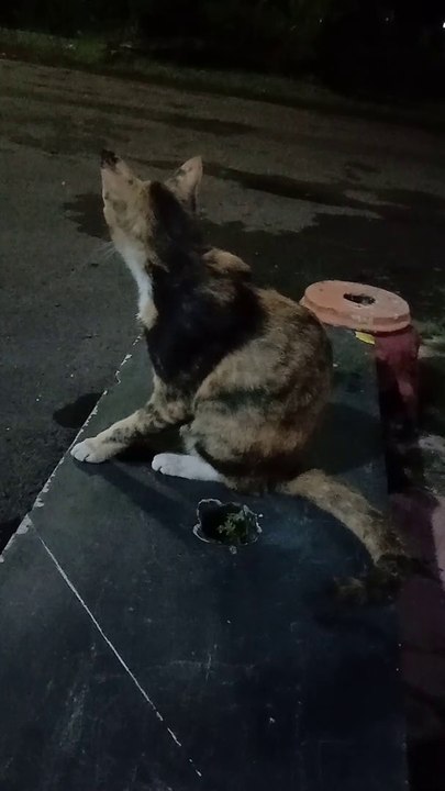 Kucing Malam