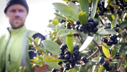 Harvest underway in Tasmania for unusual special spice