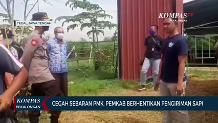 Cegah Sebaran PMK, Pemkab Tegal Berhentikan Pengiriman Sapi