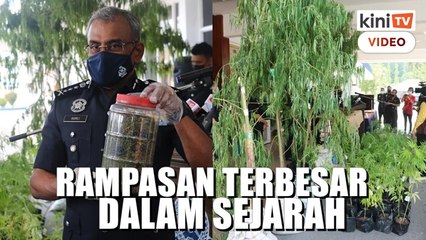 'Ladang' ganja terbongkar, bekas diplomat dan anak lelaki ditahan