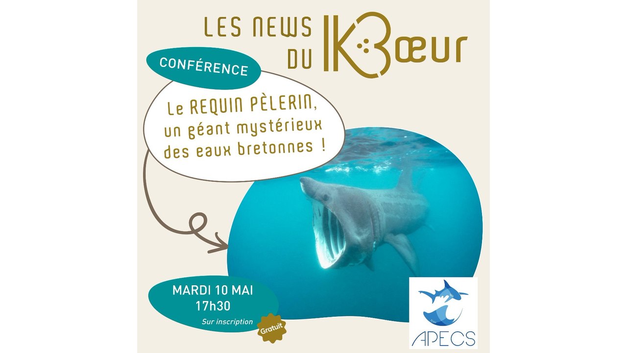Le requin pèlerin, un géant mystérieux des eaux bretonnes