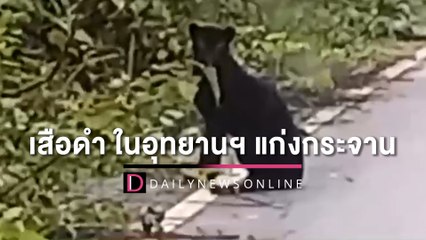 สุดโชคดี! นักท่องเที่ยวถ่ายคลิปเจอ "เสือดำ" ในอุทยานฯ แก่งกระจาน | HOTSHOTเดลินิวส์ 24/05/65
