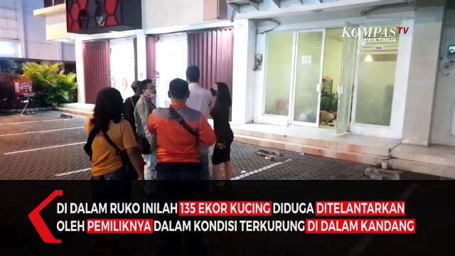 Tega, Ratusan Kucing dan Seekor Anjing Ditelantarkan Pemilik di Dalam Ruko