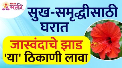 सुख-समृद्धी मिळण्यासाठी घरात जास्वदांचे झाड कुठे लावावे? Importance of Hibiscus flower in home