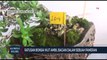 Bonsai Seharga Rp 750 Juta Menang Kontes Nasional