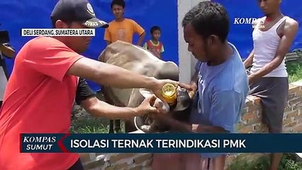 Peternak Isolasi dan Berikan Jamu untuk Hindari PMK