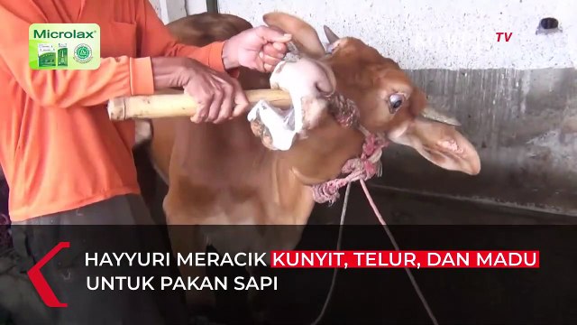 Cara Peternak di Pasuruan Cegah Sapi Terjangkit PMK: Ramuan Herbal dan Rajin Makan Buah