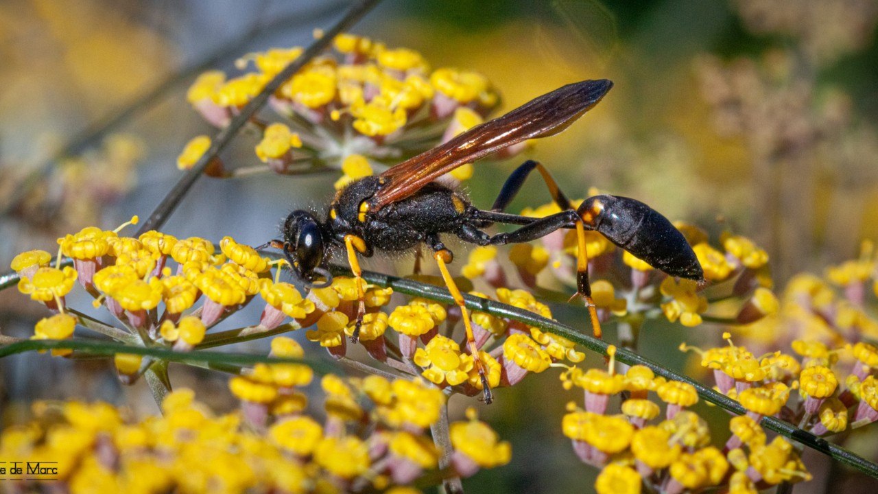 Qu'est-ce qu'une guêpe noire ?