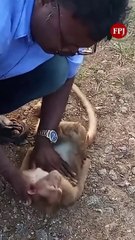 #Watch | Taxi driver brings monkey back from dead with CPR