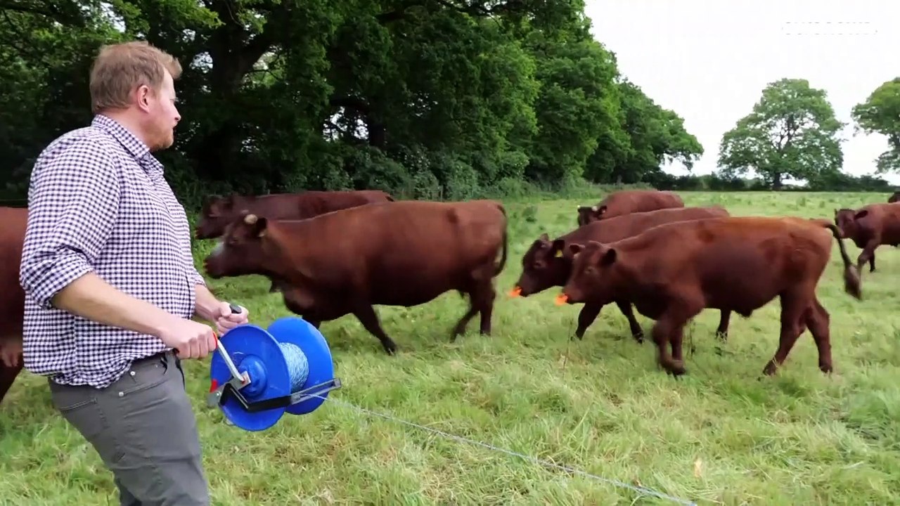 'Freiheit für die Kuh' - GPS statt Weidezaun