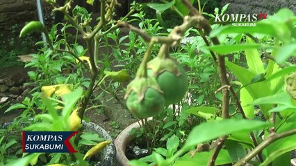 Haji Otong Ungkap Khasiat Terong Mini Mak Erot Bagi Pengobatan Alat Vital Pria