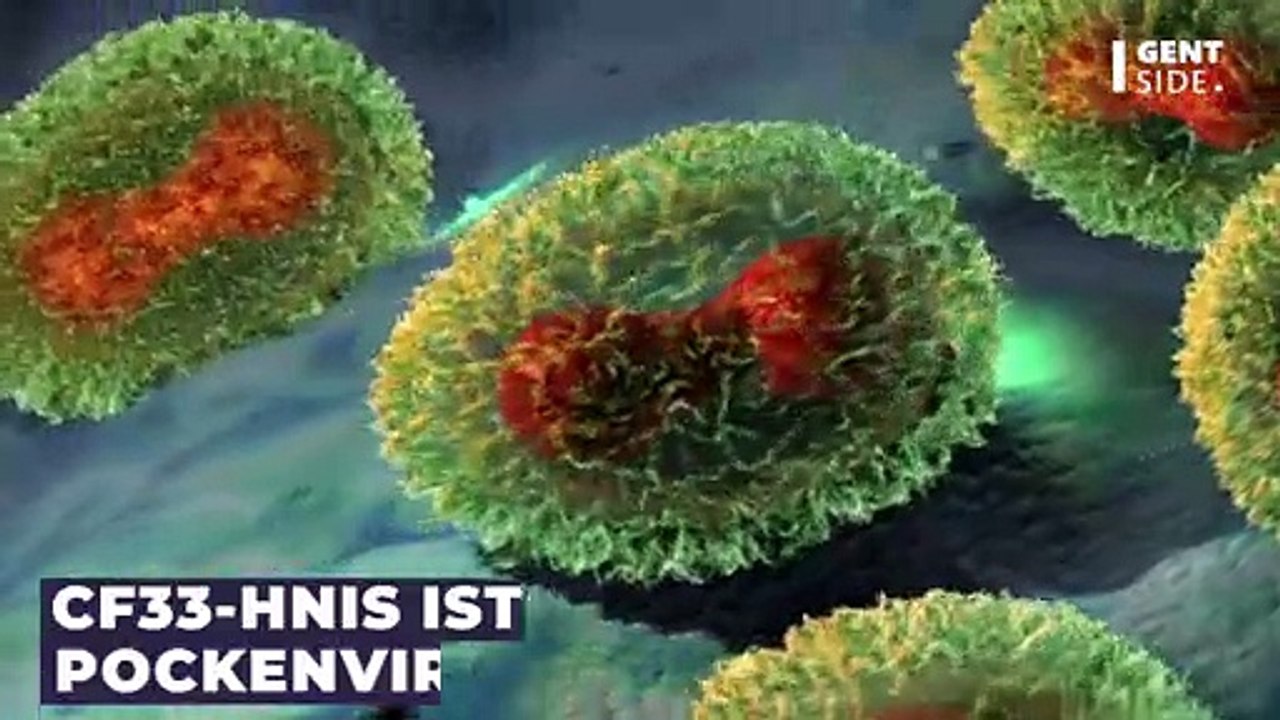 CF33-hNIS ist ein Pockenvirus