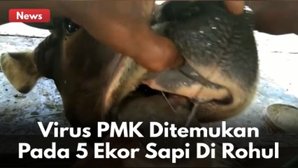 5 Ekor Sapi Di Kabupaten Rokan Hulu Terjangkit Virus PMK !!