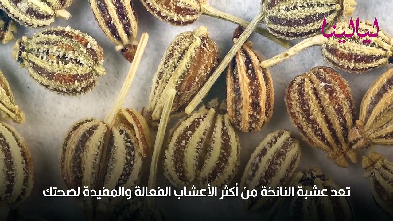 فوائد عشبة النانخة السحرية لصحتك وجمالك