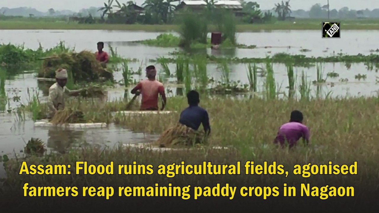 Assam: Flood ruins agricultural fields, agonised farmers reap remaining paddy crops in Nagaon