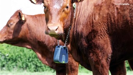 Коров научат соблюдать границы